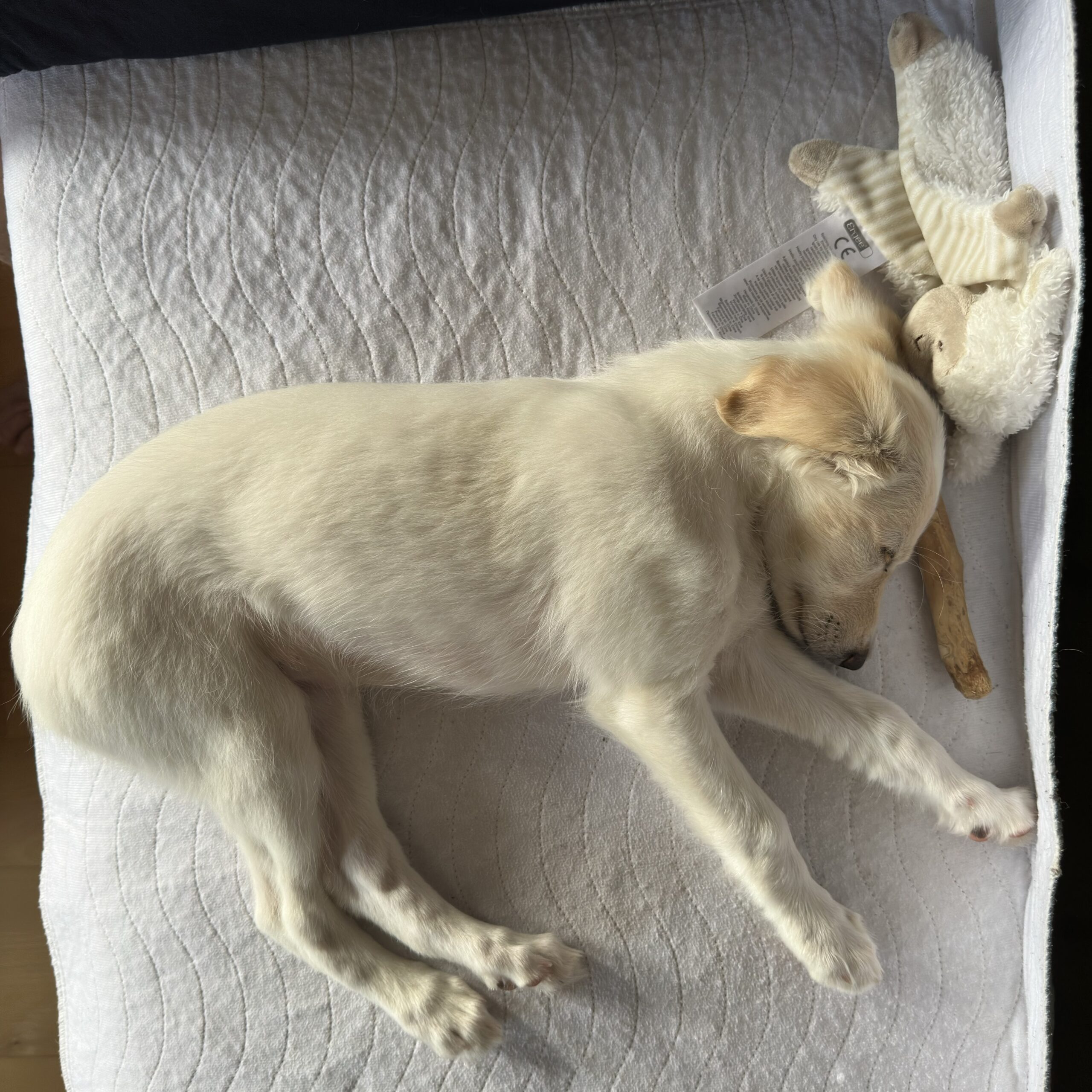 Aufgedrehter Welpe und frustrierte Besitzer