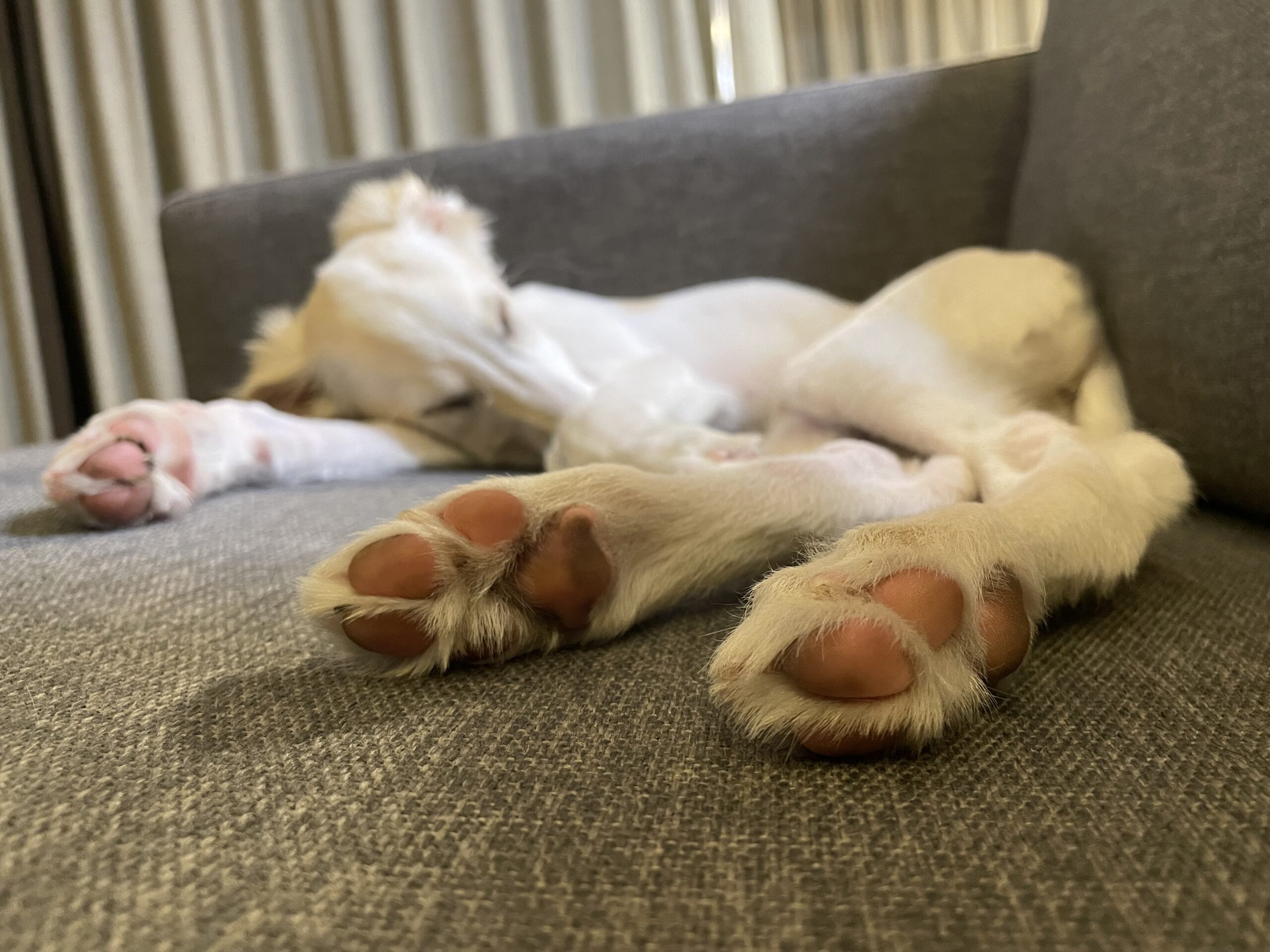 Wieso wir einen Hund in unserem Leben brauchen