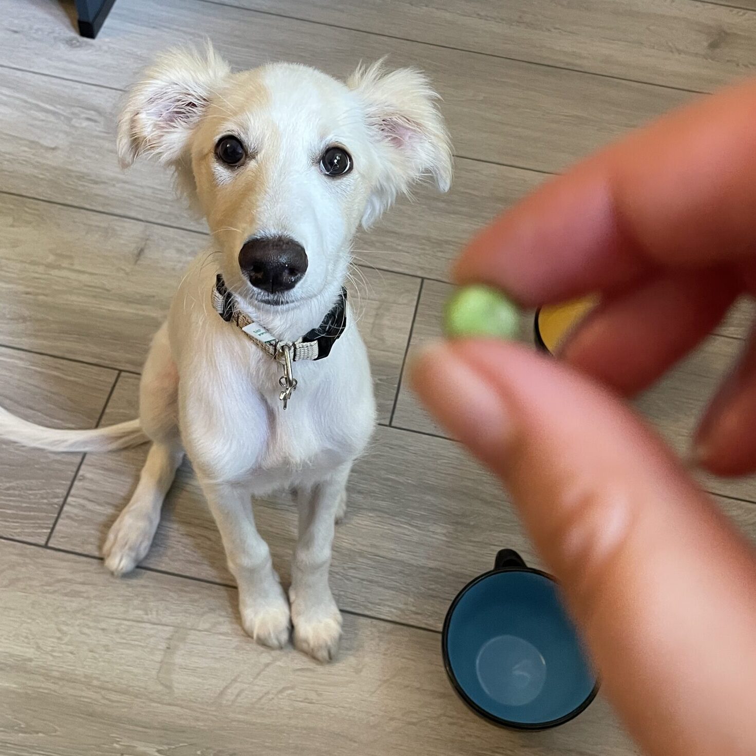 Google? Darf mein Hund das fressen?